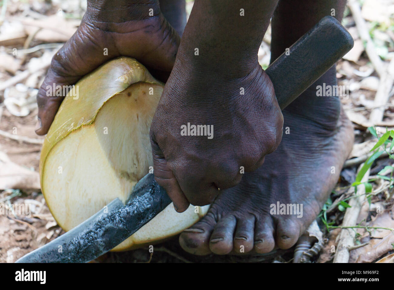 Apertura e preparazione di una noce di cocco con un machete per bere l'acqua di cocco. Foto Stock