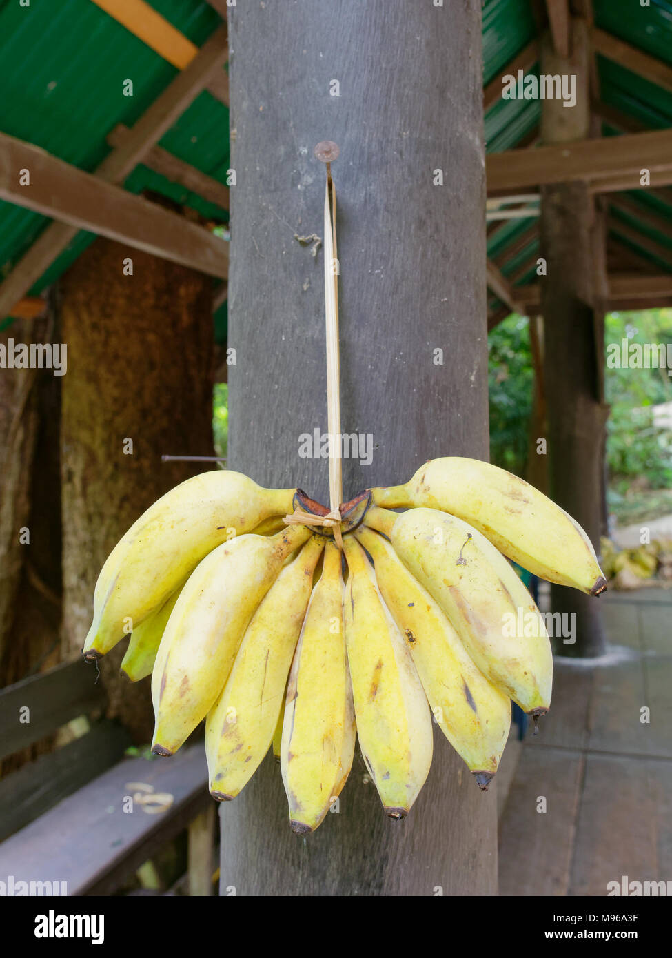 Un grappolo di banane, utilizzato come alimento di elefante, legati insieme con banana tree string, tradizionale fune della Thailandia, impiccato da round palo di legno in elephant camp nella parte nord della Thailandia Foto Stock