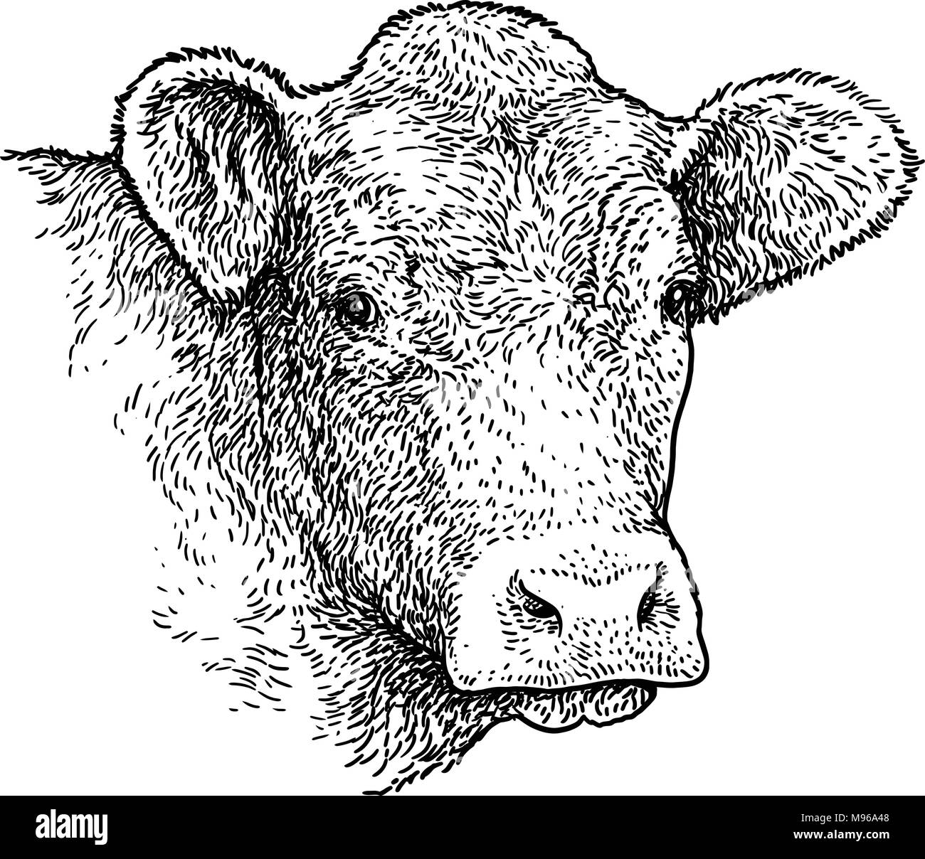 Testa di vacca ritratto illustrazione, disegno, incisione, inchiostro, line art, vettore Illustrazione Vettoriale