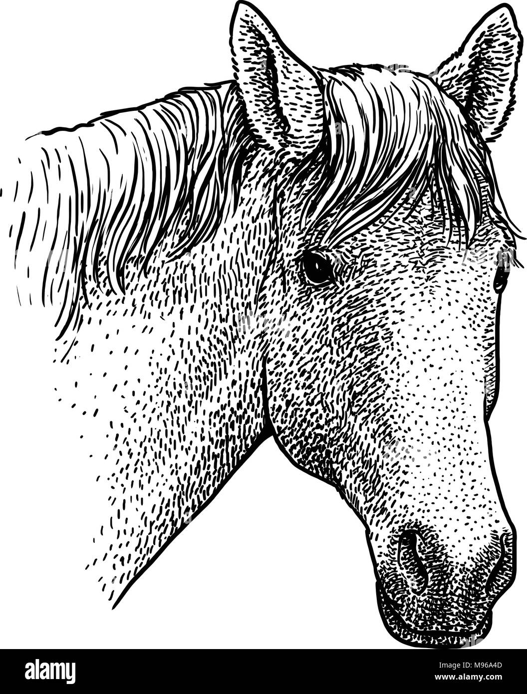 Testa di cavallo ritratto illustrazione, disegno, incisione, inchiostro, line art, vettore Illustrazione Vettoriale