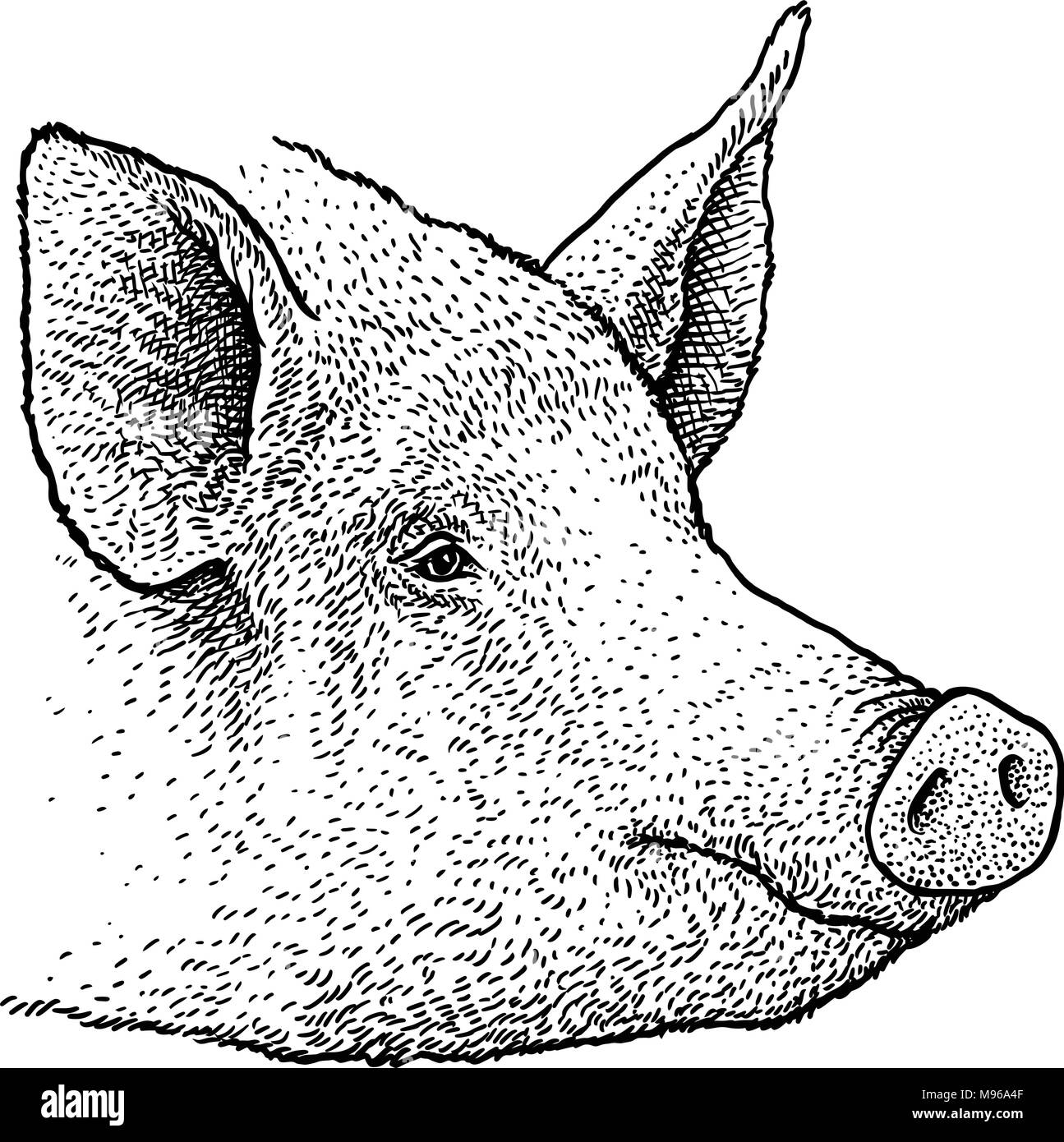 Testa di maiale ritratto illustrazione, disegno, incisione, inchiostro, line art, vettore Illustrazione Vettoriale