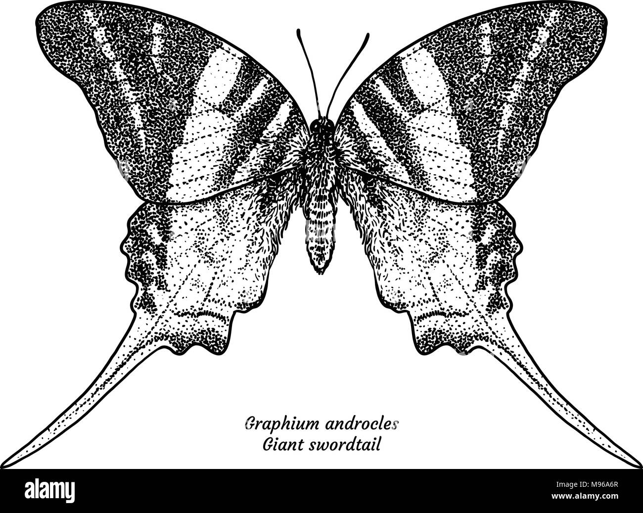 Graphium androcles, swordtail gigante, illustrazione, disegno, incisione, inchiostro, line art, vettore Illustrazione Vettoriale