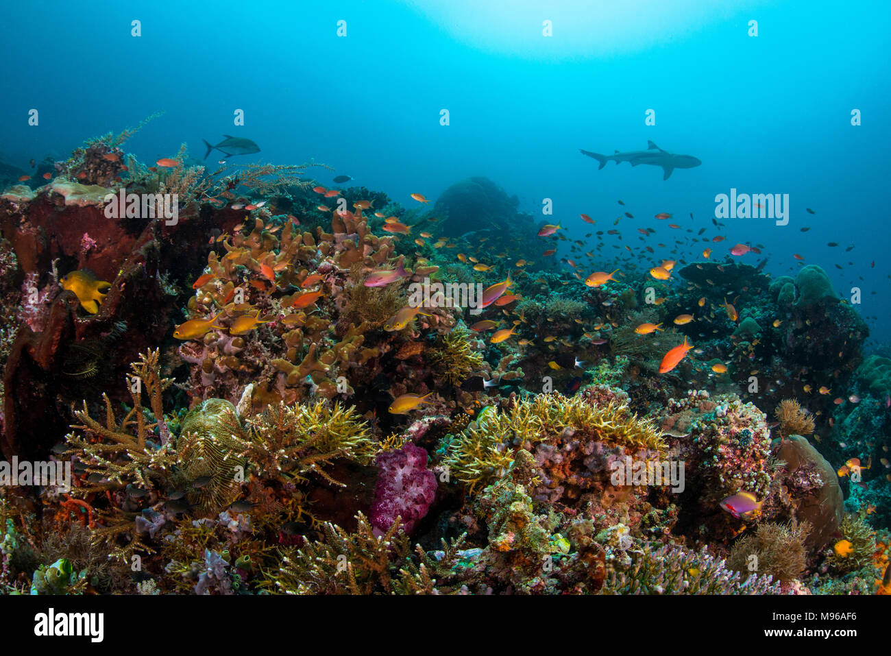 Un grey reef shark pattuglie un reef di Raja Ampat Marine Park nel Papua occidentale, Indonesia, con hard Coral reef e anthias pesce in primo piano. Foto Stock