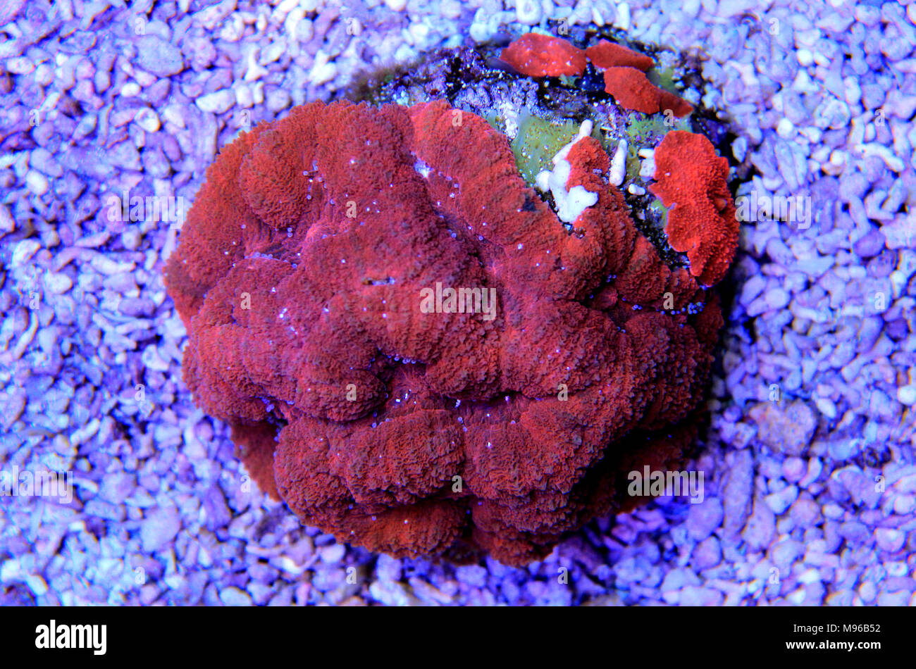 Lobophyllia LPS coral Foto Stock