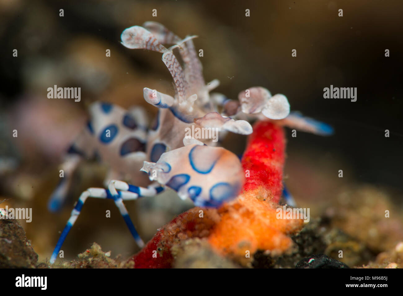 Gambero Arlecchino, Hymenocera elegans, Lembeh Island, Lembeh strait, Oceano Pacifico, Indonesia, Foto Stock