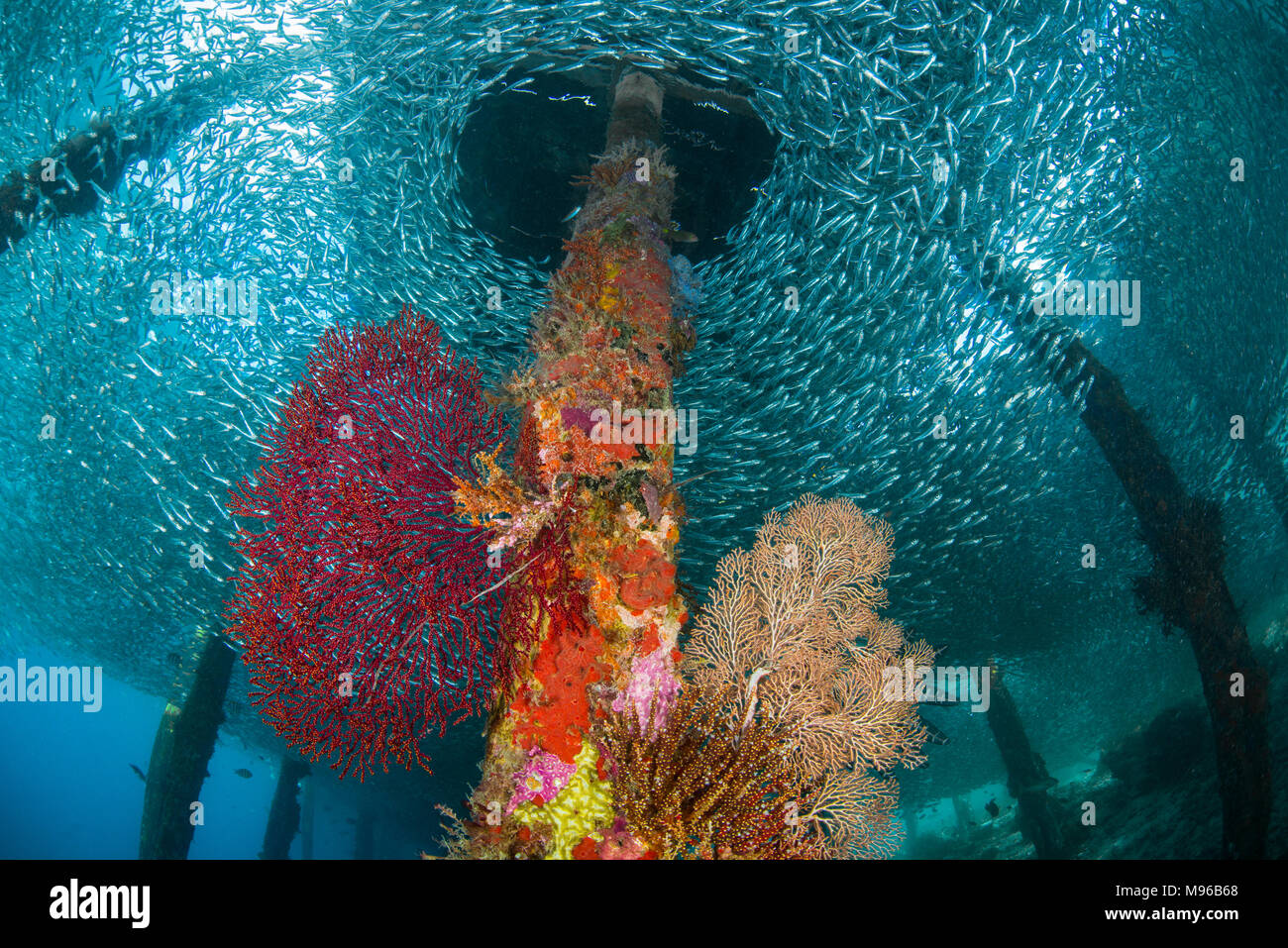 La scuola di pesci al di sotto di un pontile, con ventilatori di mare sulle colonne a Isola Arborek Raja Ampat Marine Park, Papua occidentale, in Indonesia. Foto Stock
