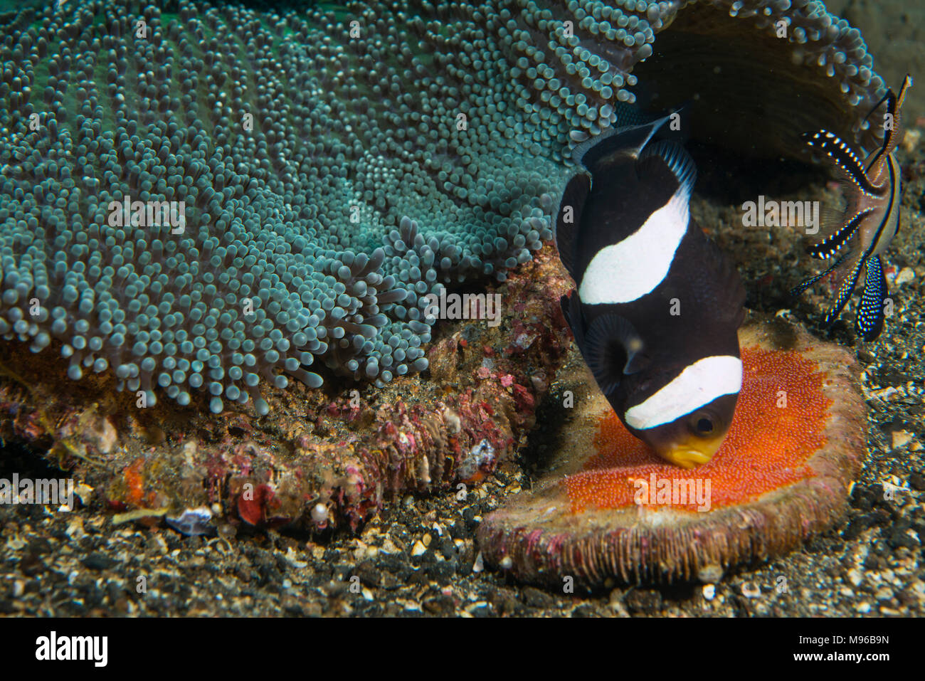 A doppio spiovente, Anemonefish Amphiprion polymnus, con uova, da un Haddon la moquette anemone, sticodactila haddoni, Lembeh strait, Oceano Pacifico Foto Stock
