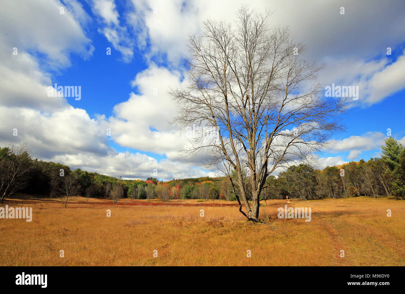 Lone Tree in piedi in un campo in autunno. Questa è stata scattata in Roscommon Membro della foresta nel Michigan. Foto Stock