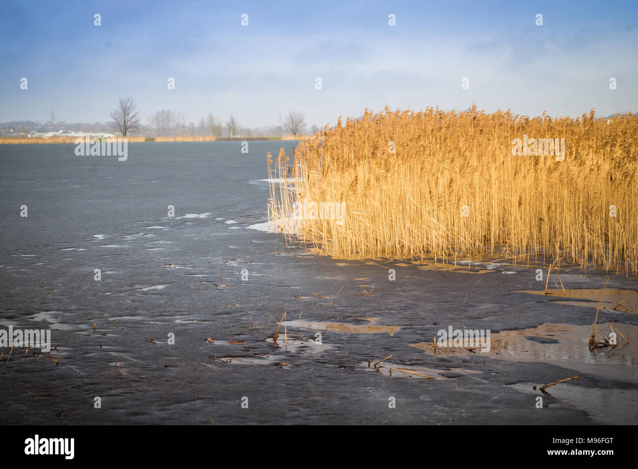 Canna di colore giallo sul lato del lago ghiacciato in Polonia in inverno Foto Stock