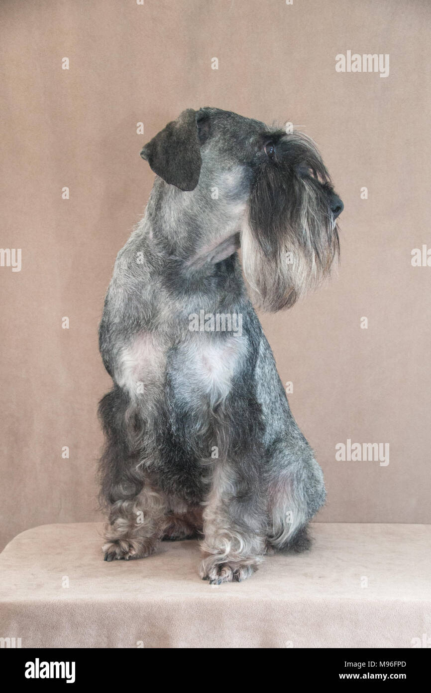 Schnauzer Standard verticale Foto Stock