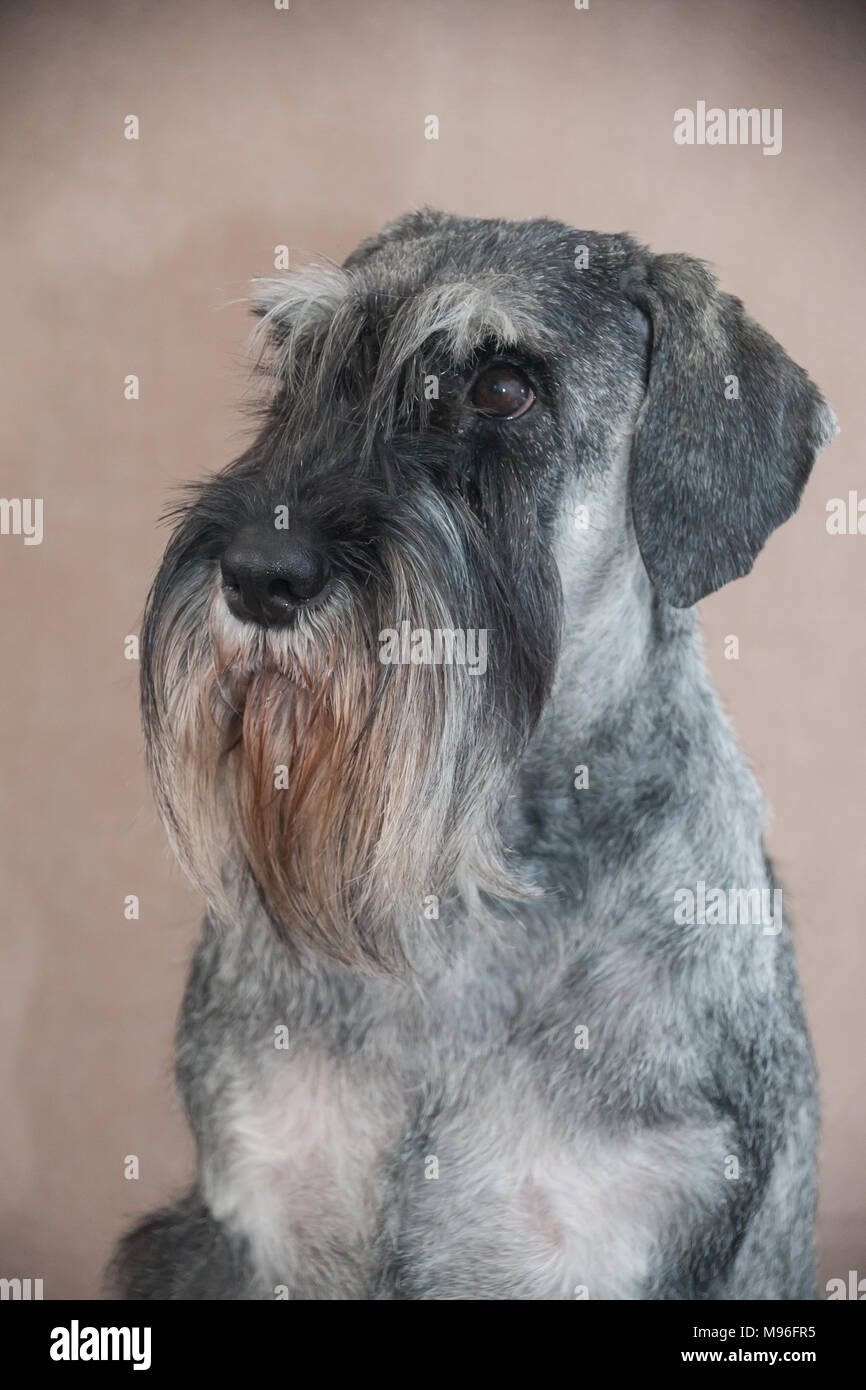 Schnauzer Standard verticale Foto Stock