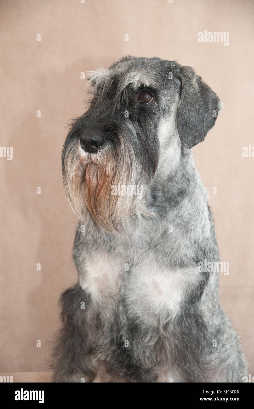 Schnauzer Standard verticale Foto Stock
