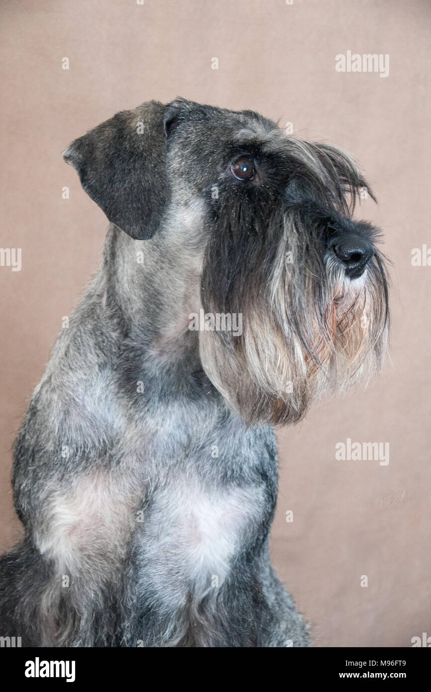 Schnauzer Standard verticale Foto Stock