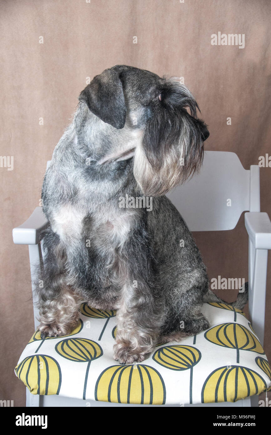 Schnauzer Standard verticale Foto Stock