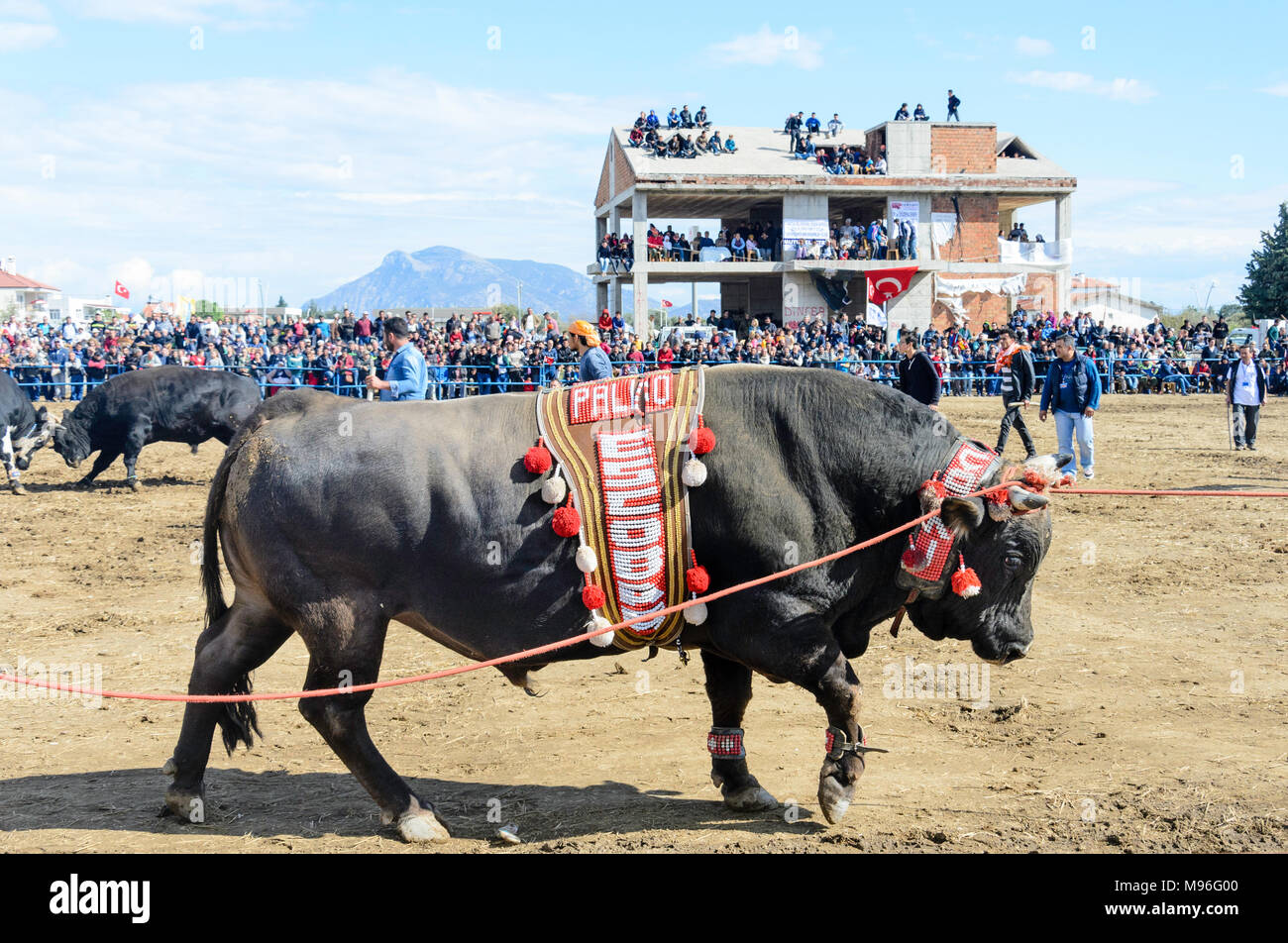 Lotta di Bull Foto Stock