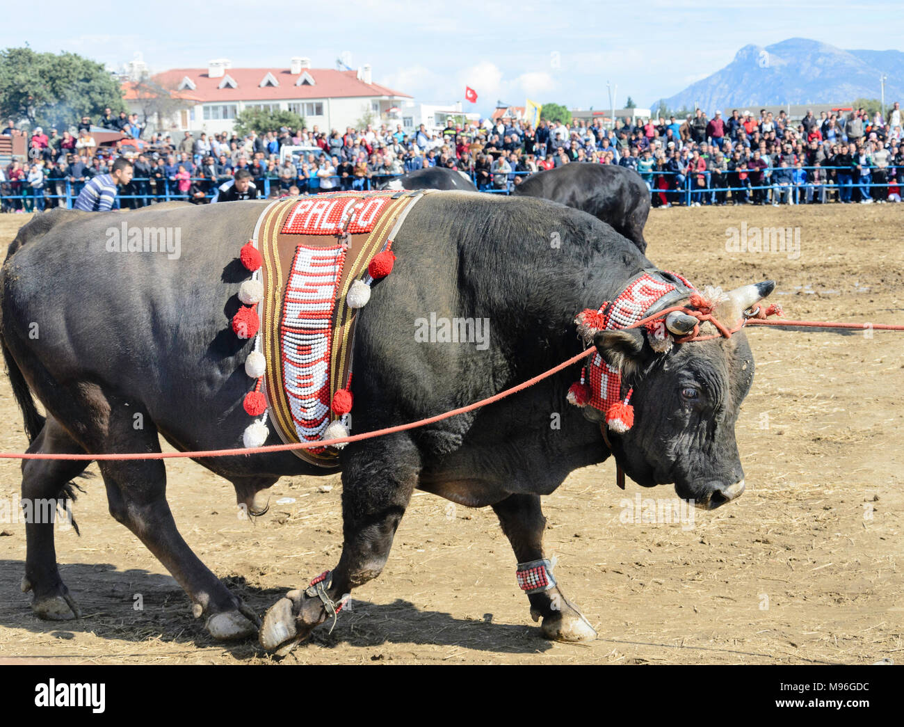 Lotta di Bull Foto Stock