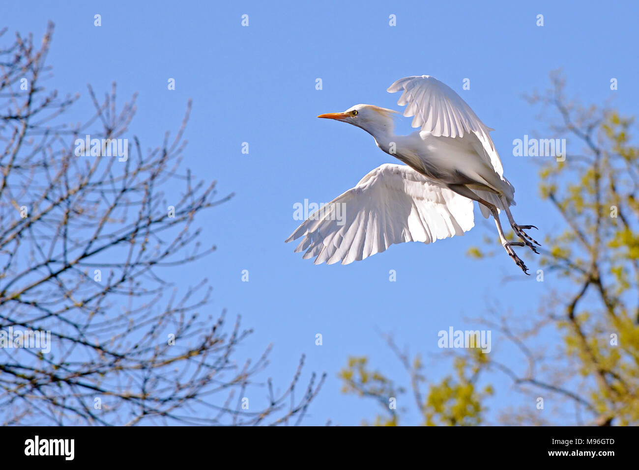 Airone guardabuoi (Bubulcus ibis) in volo sul cielo blu sullo sfondo Foto Stock