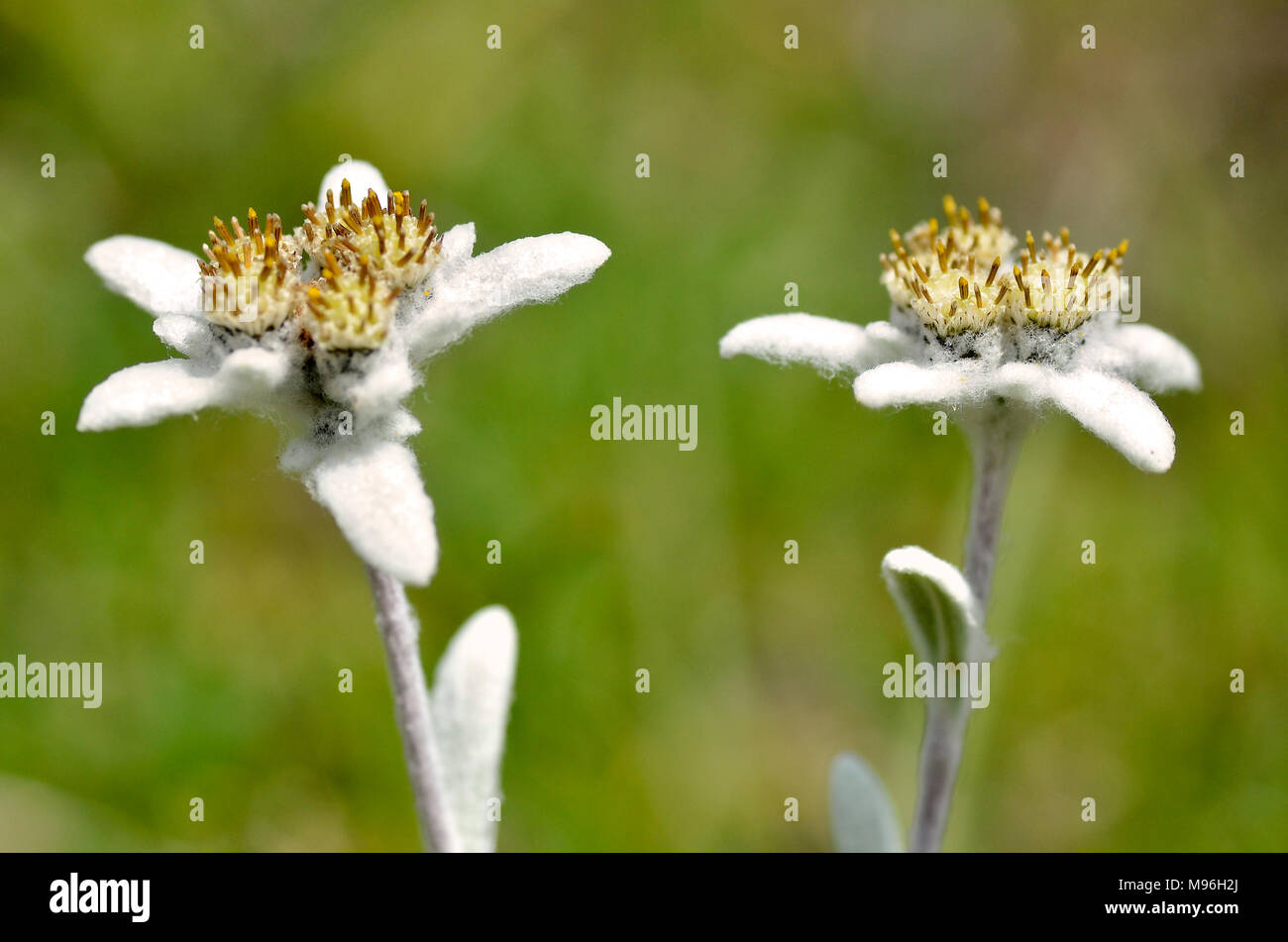 Primo piano di due edelweiss fiori (Leontopodium alpinum) nelle Alpi francesi a La Plagne, dipartimento della Savoia. Foto Stock