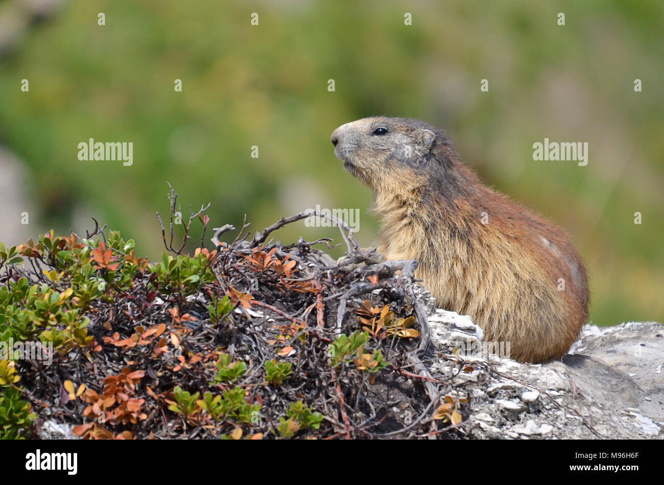 Alpine marmotta (Marmota marmota) su roccia, nelle Alpi francesi, Savoie department a La Plagne Foto Stock