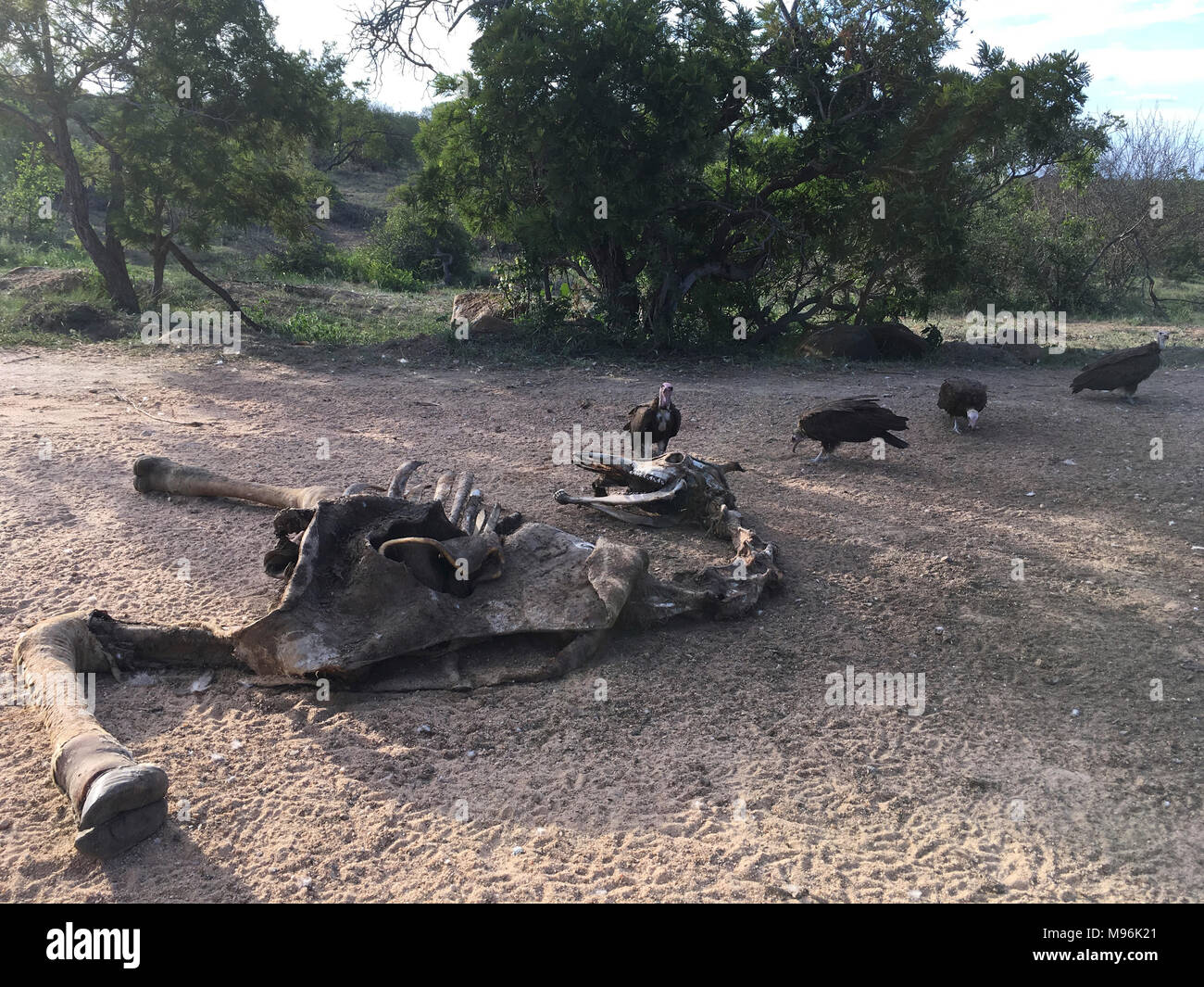 Il Sudafrica è una destinazione turistica popolare per la sua miscela di veri africani e esperienze europee. Il Kruger Park giraffa dello scheletro e avvoltoi. Foto Stock