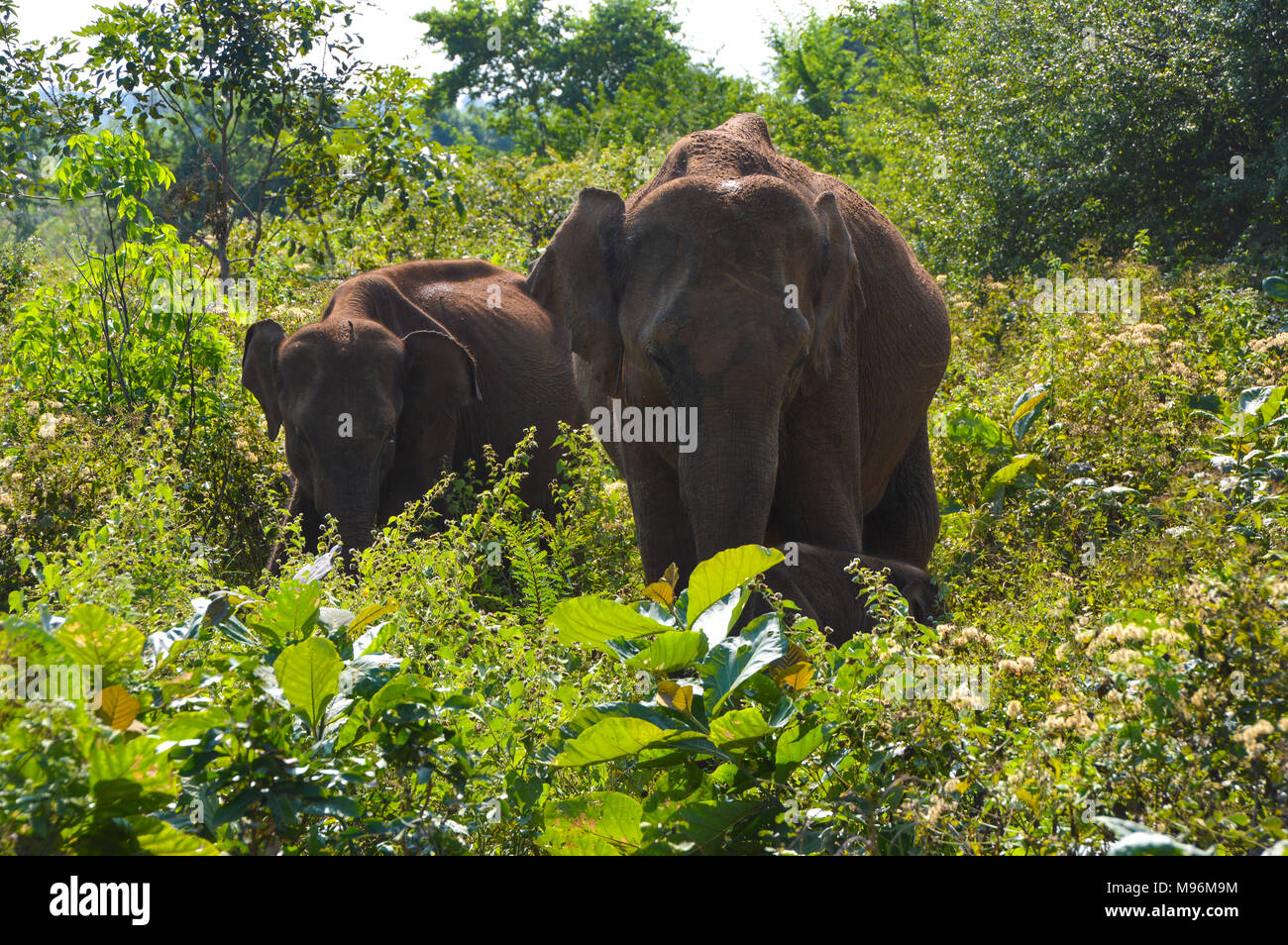 Famiglia di elefanti nella giungla Foto Stock