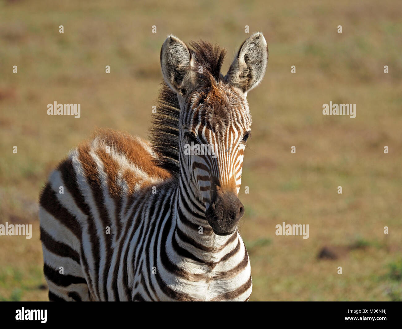 Puledro della pianura zebra (Equus quagga) sottospecie di Grant's zebra (Equus quagga boehmi) marrone con pelliccia di rivestimento a strisce nel Masai Mara , Kenya, Africa Foto Stock