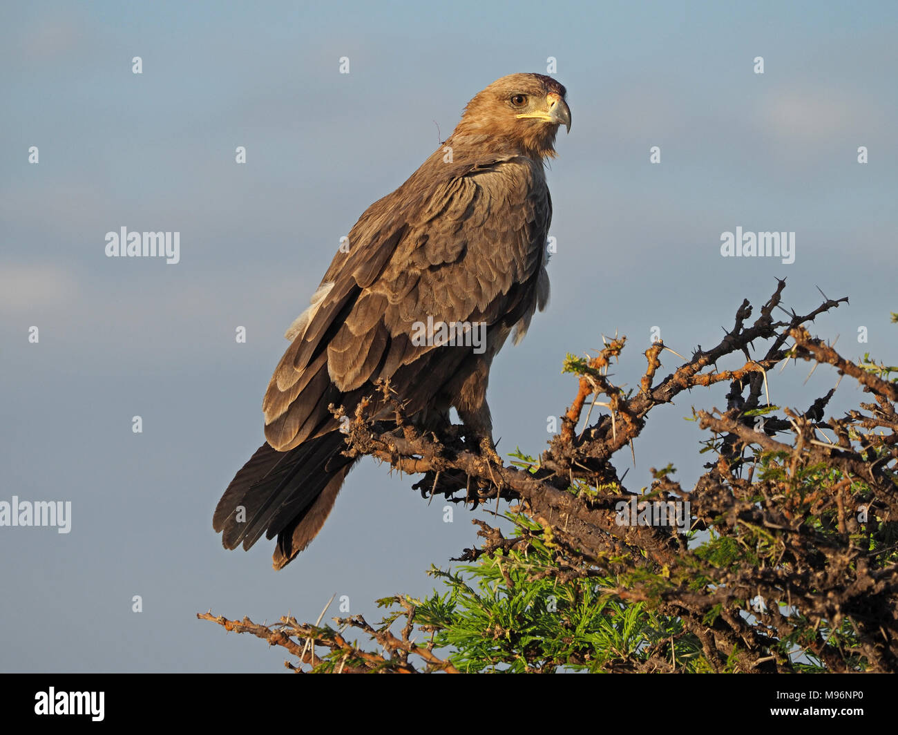 Ritratto di adulto selvatico Tawny eagle (Aquila rapax) in buona luce arroccato su acacia Thorn Tree (Acacia Tortillis) nel Masai Mara , Kenya, Africa Foto Stock