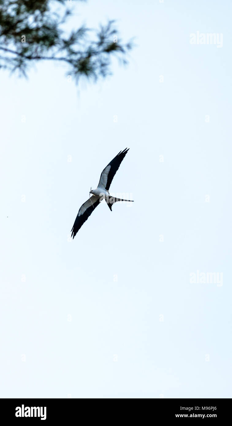 Swallow-tailed kite costruisce un nido nella struttura di cavatappi palude santuario di Naples, Florida Foto Stock