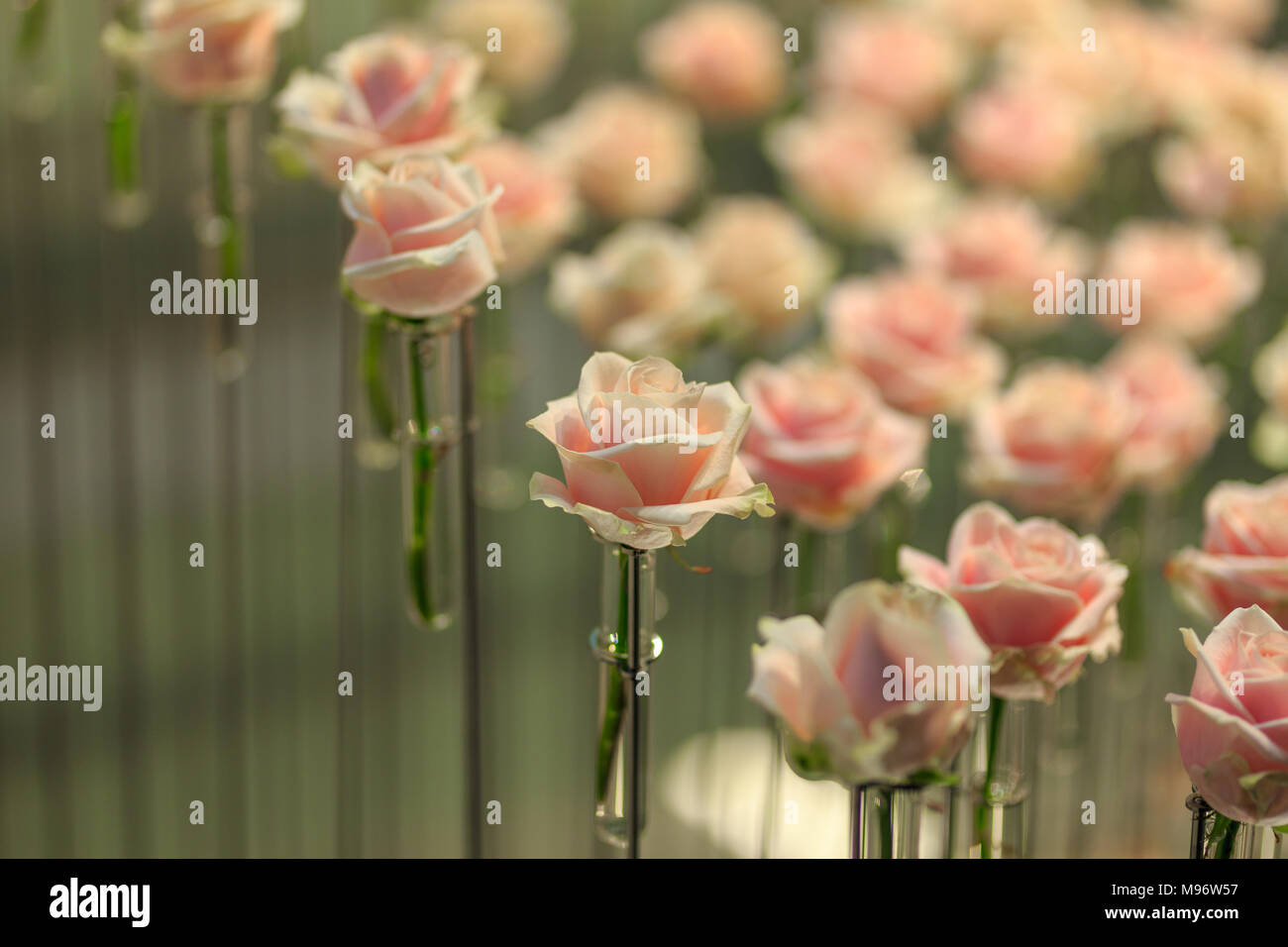 Uno sharp rose sotto molti le rose rosa Foto Stock