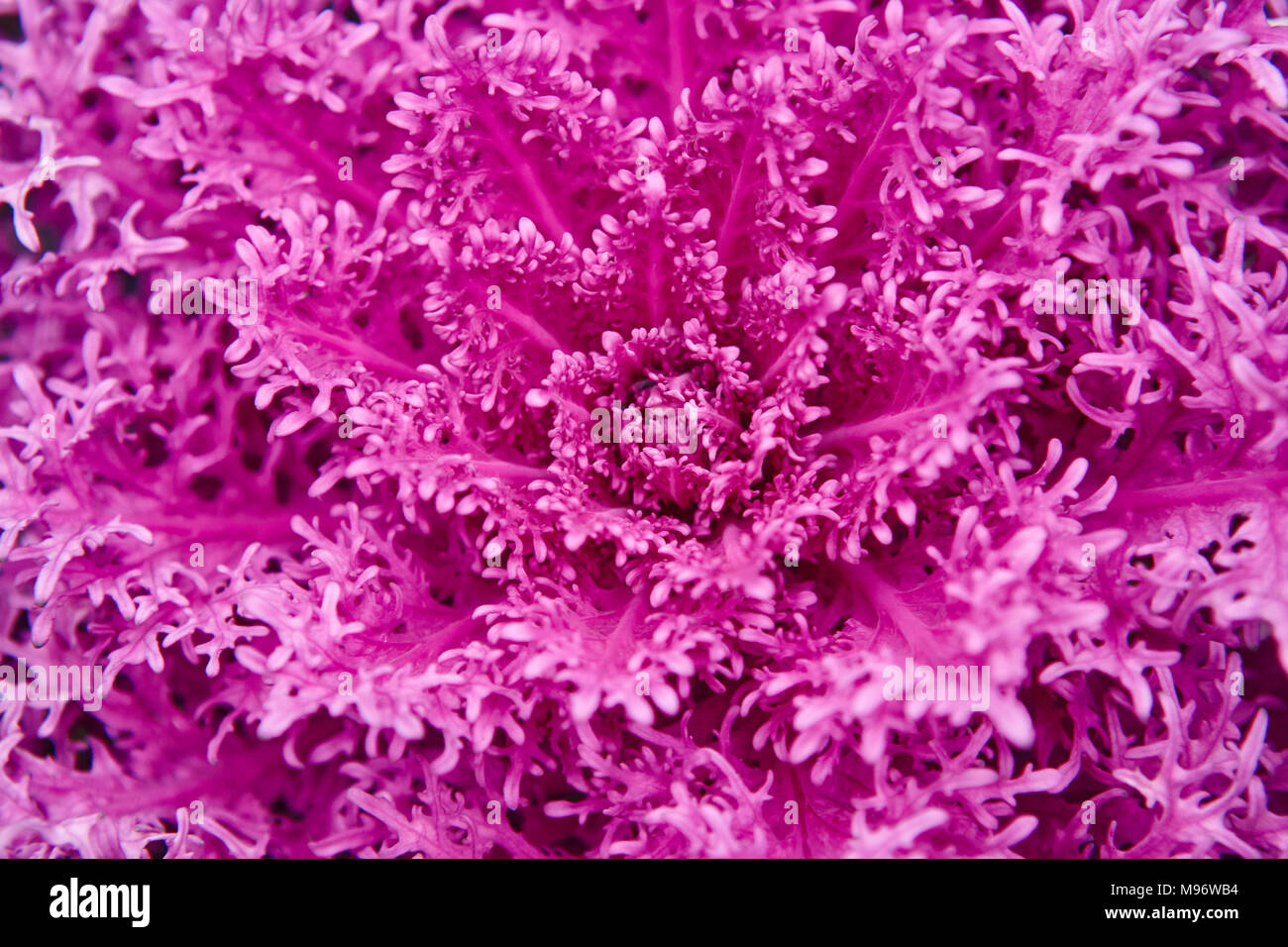 Impianto viola dettaglio macro. Sfondo del frattale. I raggi ultra violetti. Posizione orizzontale Foto Stock