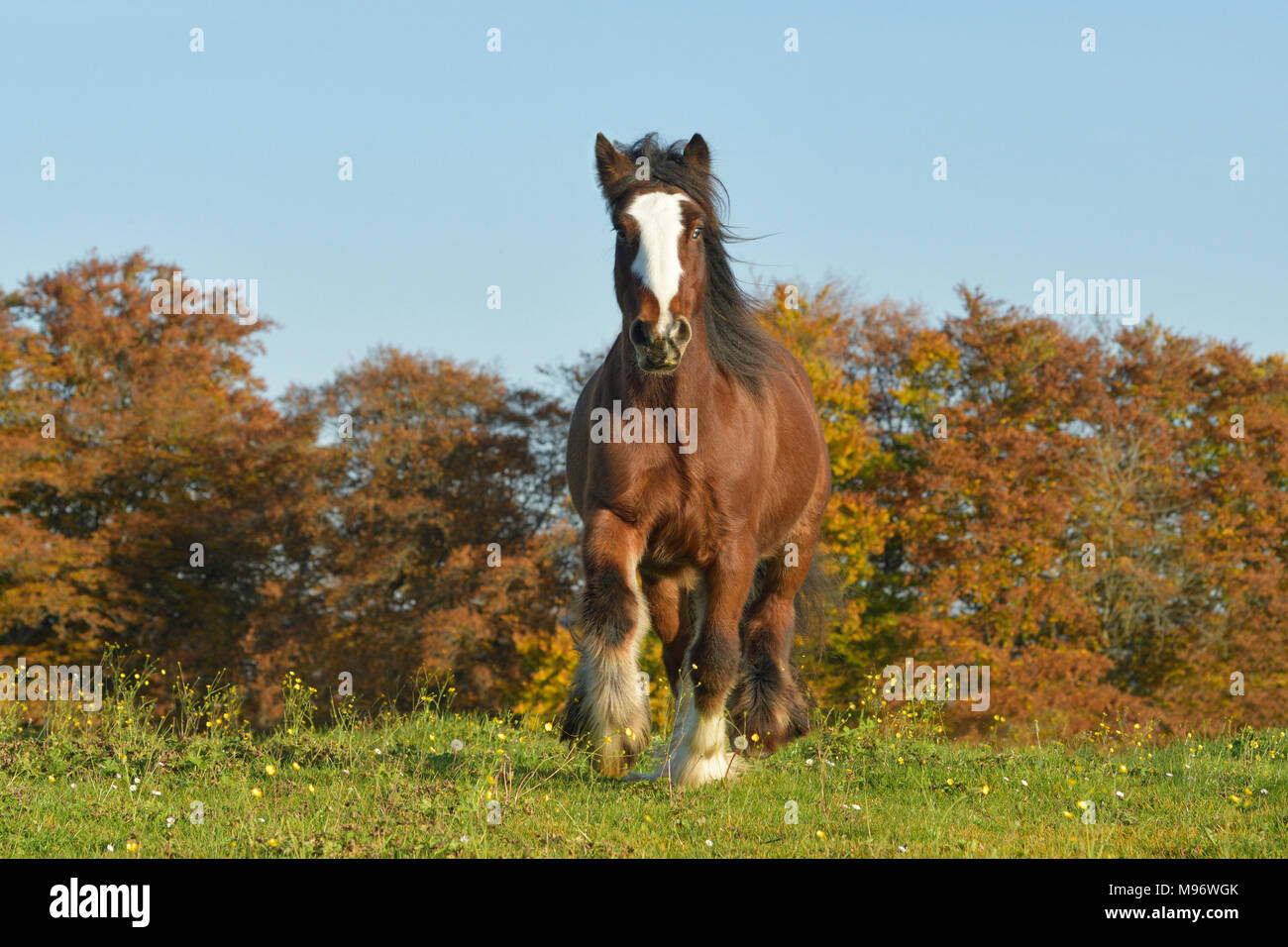 Cob irlandese nel campo in autunno Foto Stock