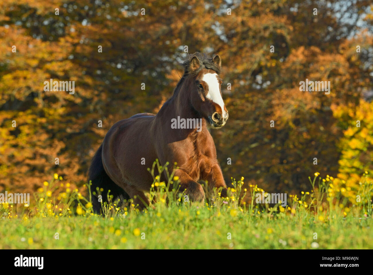 Cob irlandese nel campo in autunno Foto Stock