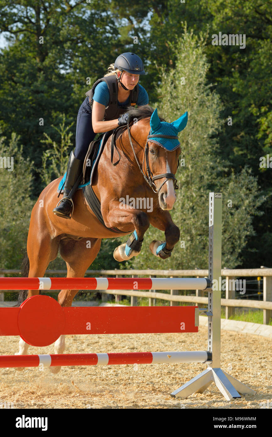 Pilota sul dorso di un cavallo bavarese jumping Foto Stock