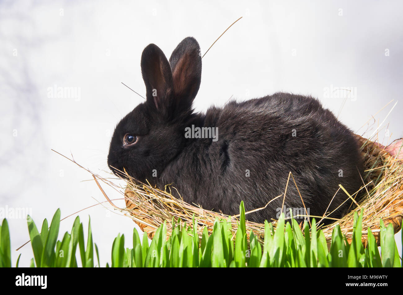 Il Coniglio di Pasqua, Coniglietto nero, verde, griglia, la semina di erba decorazione, illustrazione Foto Stock