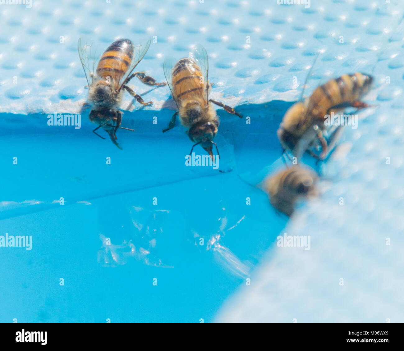 Honeybees (Apis mellifera) bere presso la piscina. Foto Stock