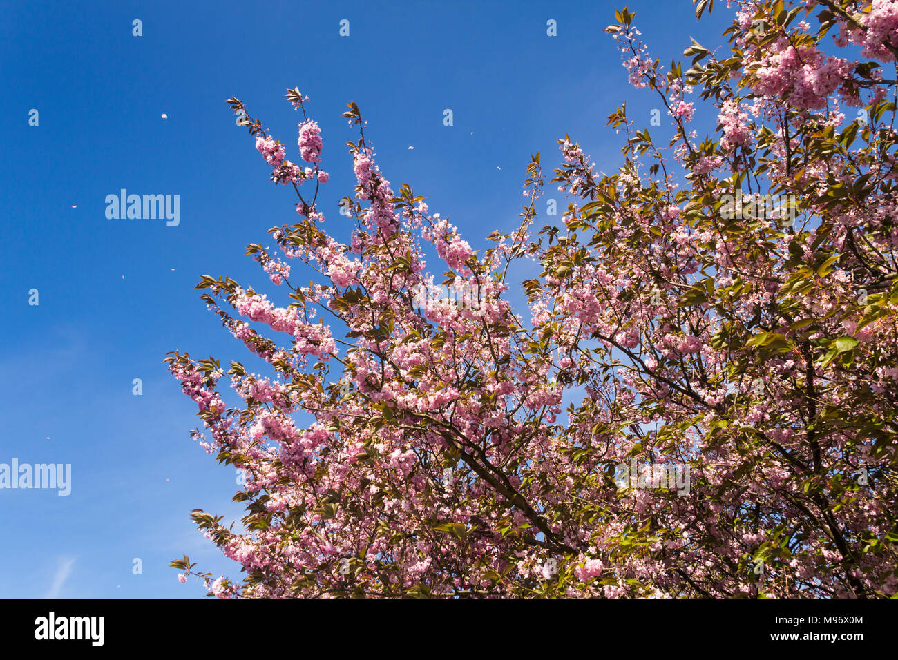 Fiore di Ciliegio albero su una breezy day in primavera con alcuni del fiore già caduto e alcuni petali di essere soffiata attraverso l'aria dal vento. Foto Stock