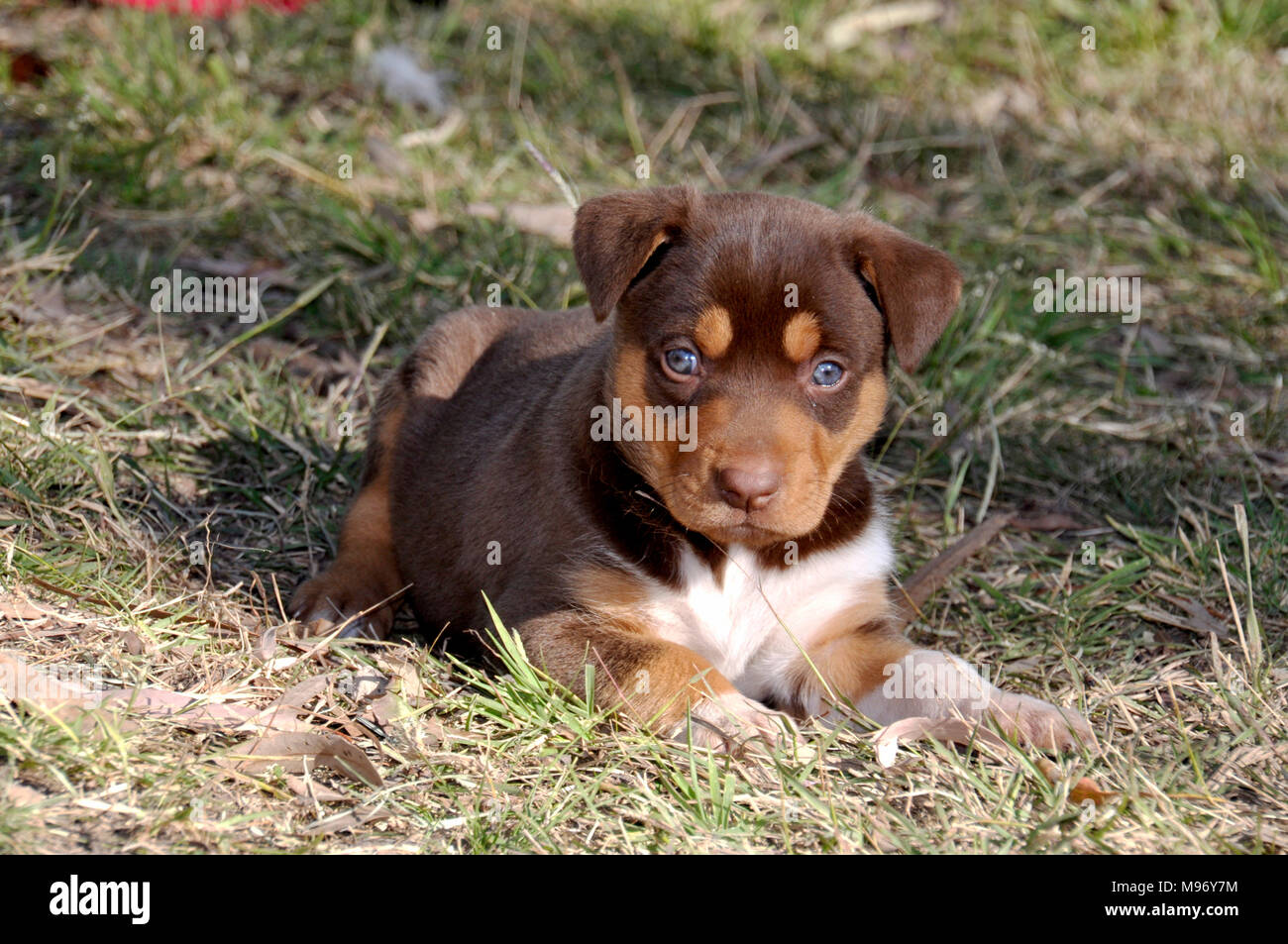 Cani Australian Kelpie Foto Stock Alamy