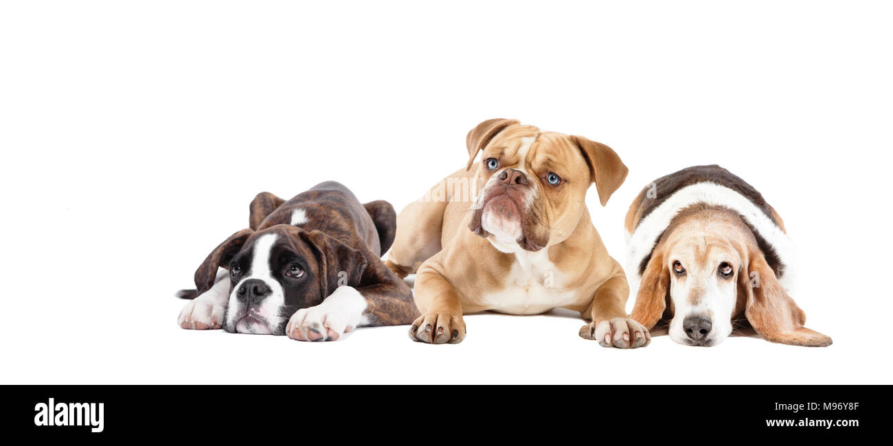 Tre diverse razze di cani che giace di fronte a uno sfondo bianco, isolato Foto Stock