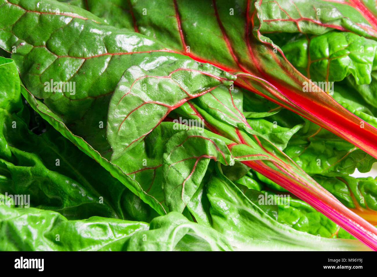 Rainbow Bietole Mangold Foglie Di Bietola Organico Vegetariano Cibo Sano Foto Stock Alamy