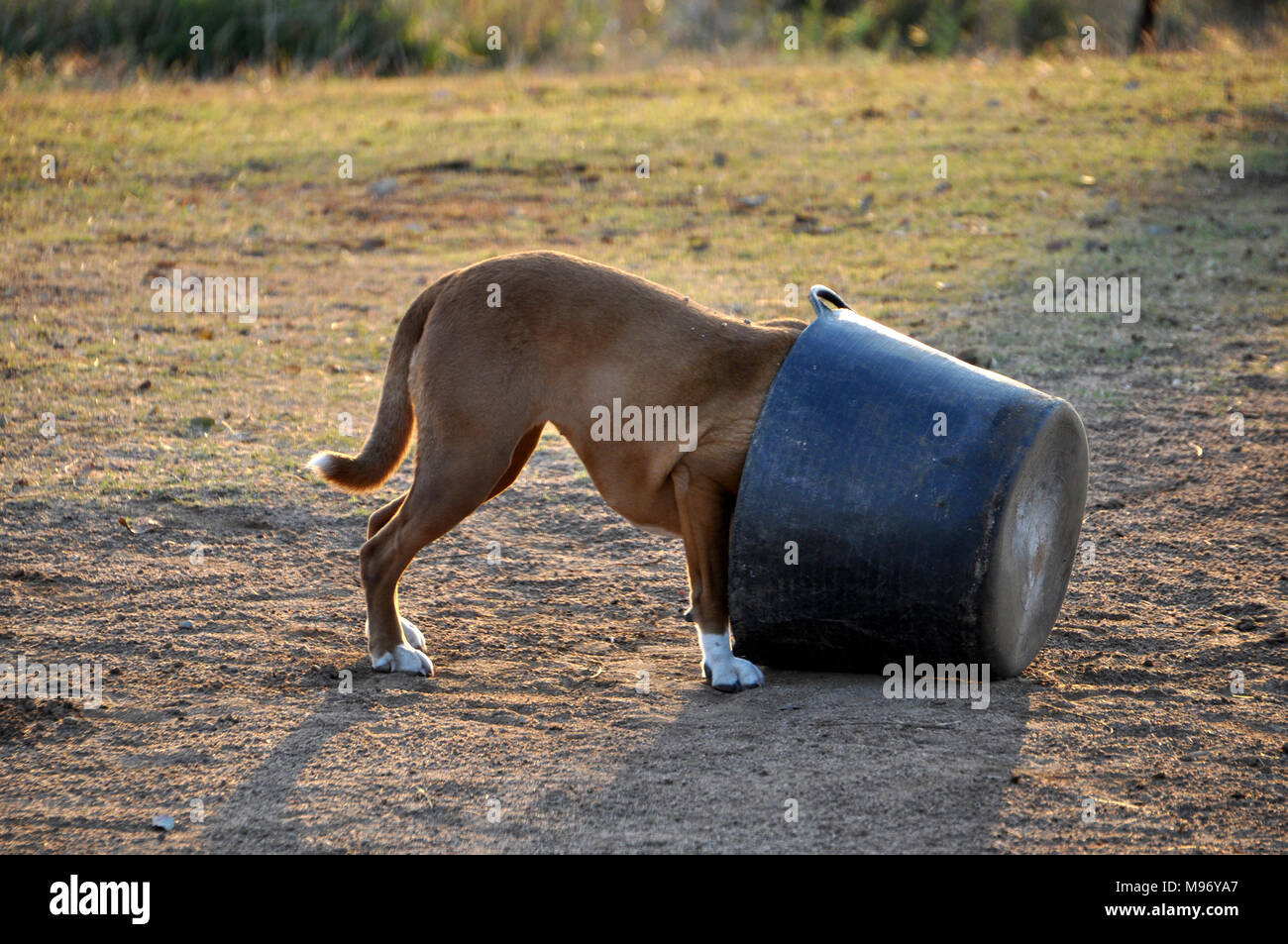 Cani, Cane con la testa in benna Foto Stock