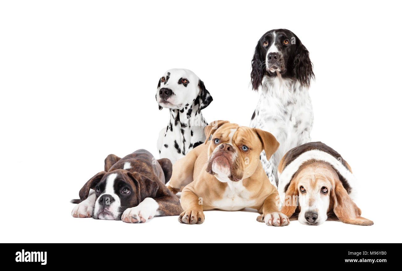 Molte diverse razze di cani di fronte a uno sfondo bianco, isolato Foto Stock