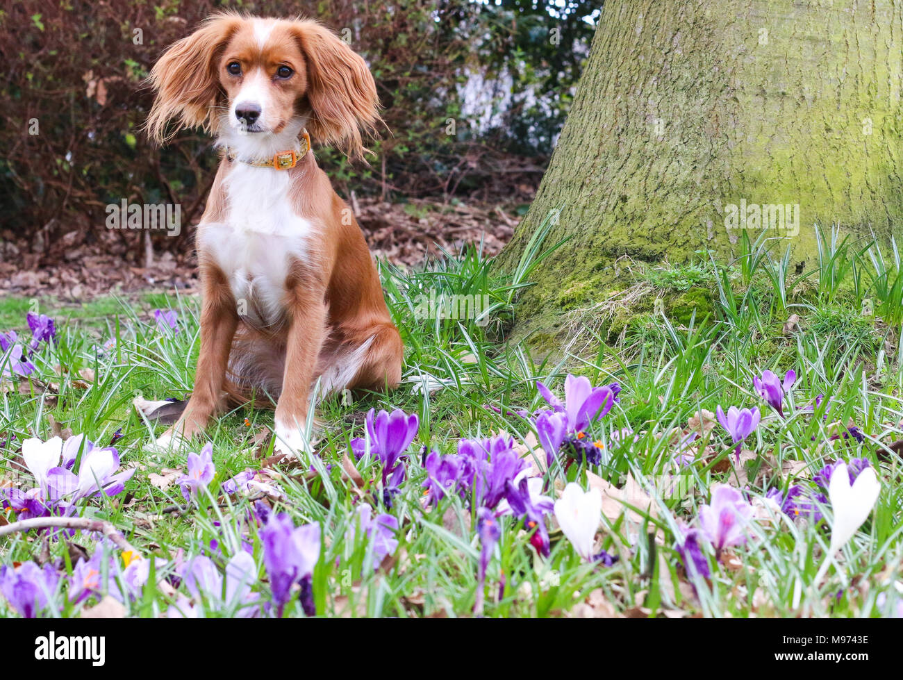 Gravesend, Regno Unito. 23 marzo, 2018. Un simpatico cane svolge nella bella primavera di crochi a Gravesend nel Kent. Il cane è un 11 mese vecchio cockapoo chiamato PIP. Rob Powell/Alamy Live News Foto Stock