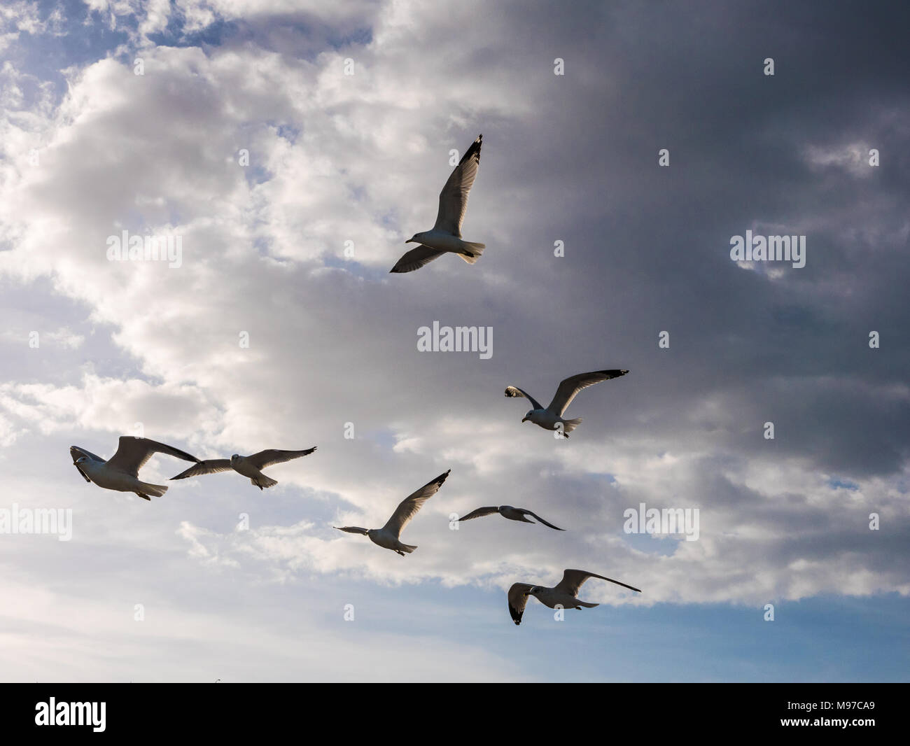 A Flock of Seagulls battenti vicino alla costa di Vero Beach, Florida. Foto Stock