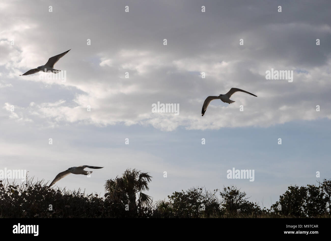 Tre gabbiani battenti vicino alla costa di Vero Beach, Florida. Foto Stock