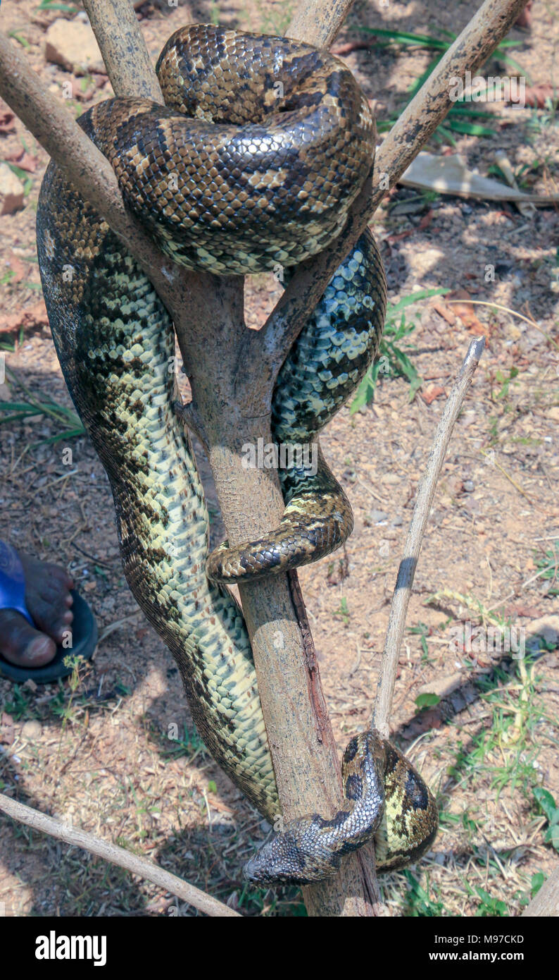Madagascar, Vakona Forest, Madagascan tree boa (Sanzinia madagascariensis), dalla parte orientale della cinghia nella foresta pluviale del Madagascar Foto Stock