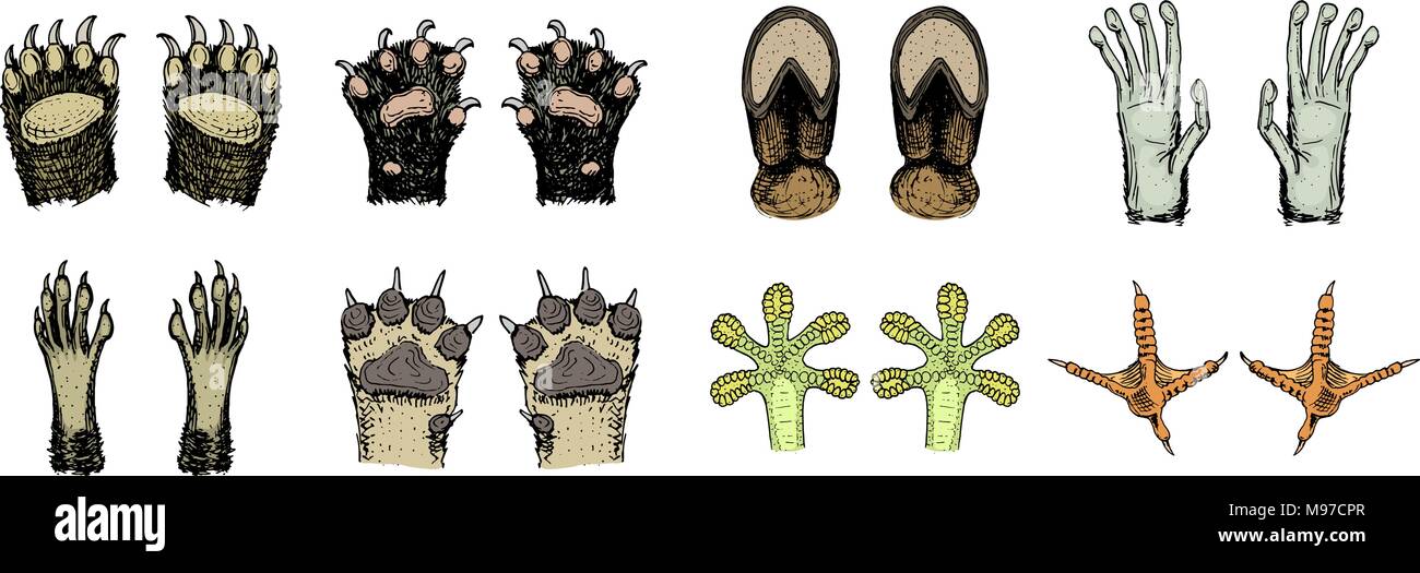 Le zampe di animali o di impronte e fauna selvatica. Bird e creature del mare, mani di scimmia e cane, orso e rana, i tentacoli di polpo e cat, zoccolo di mucca. Domestico o azienda o animali domestici. Tracce di mammiferi. Illustrazione Vettoriale