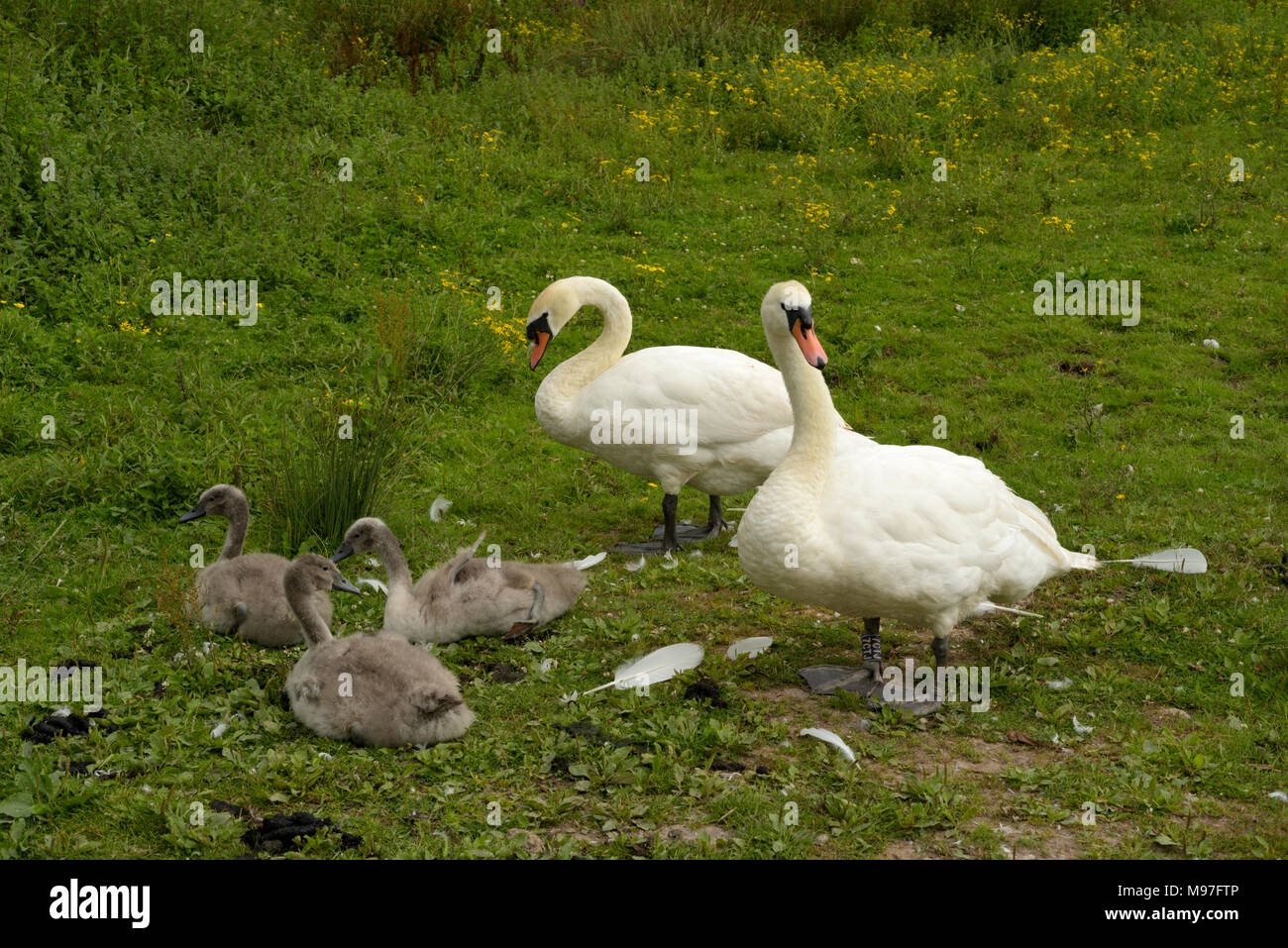 Cigno coppia, Cygnus olor con Cygnets Foto Stock