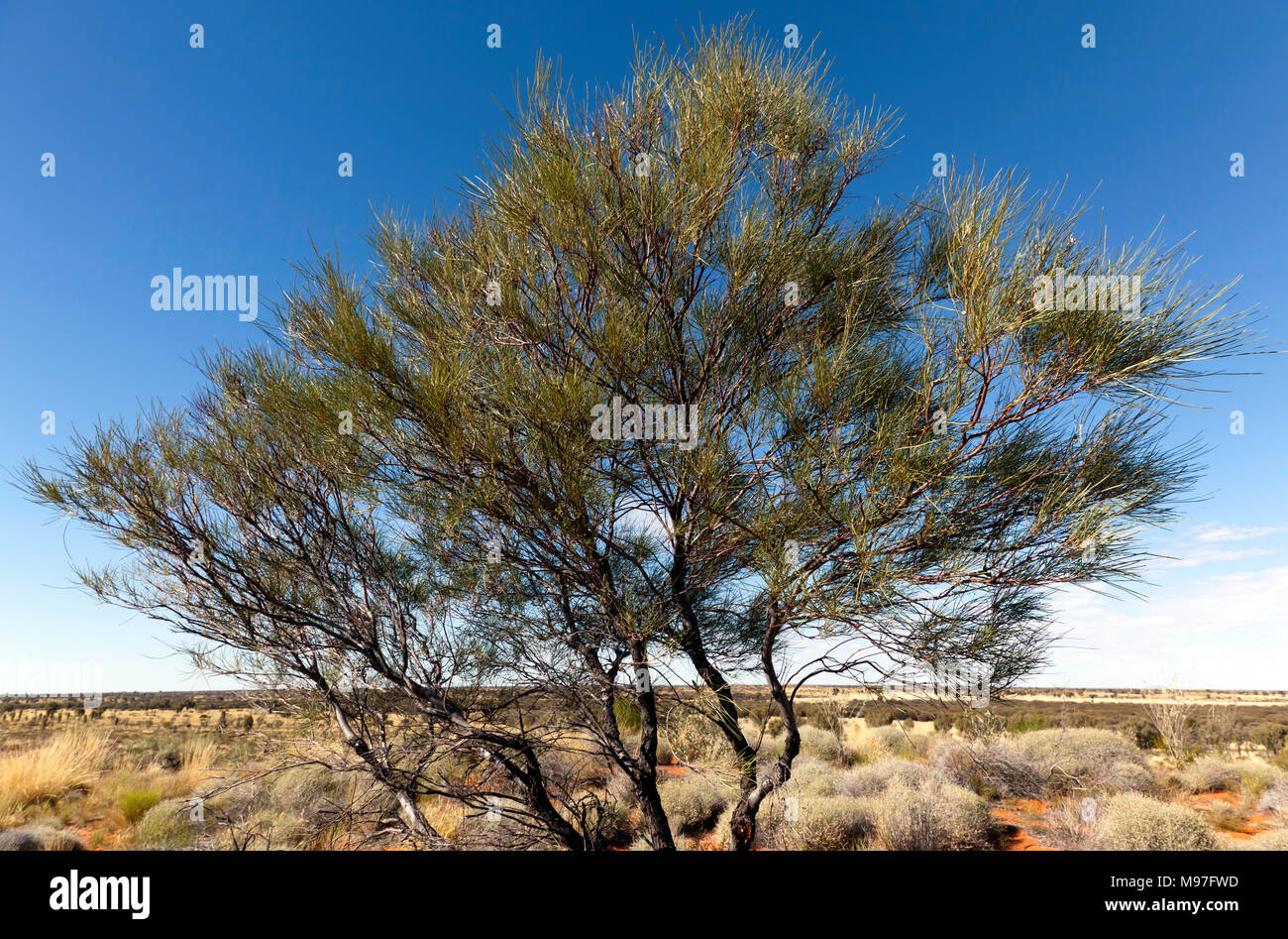 Vista ravvicinata di una Acacia aneura albero in theUluru-Kata Tjuta National Park, il Territorio del Nord, l'Australia Foto Stock