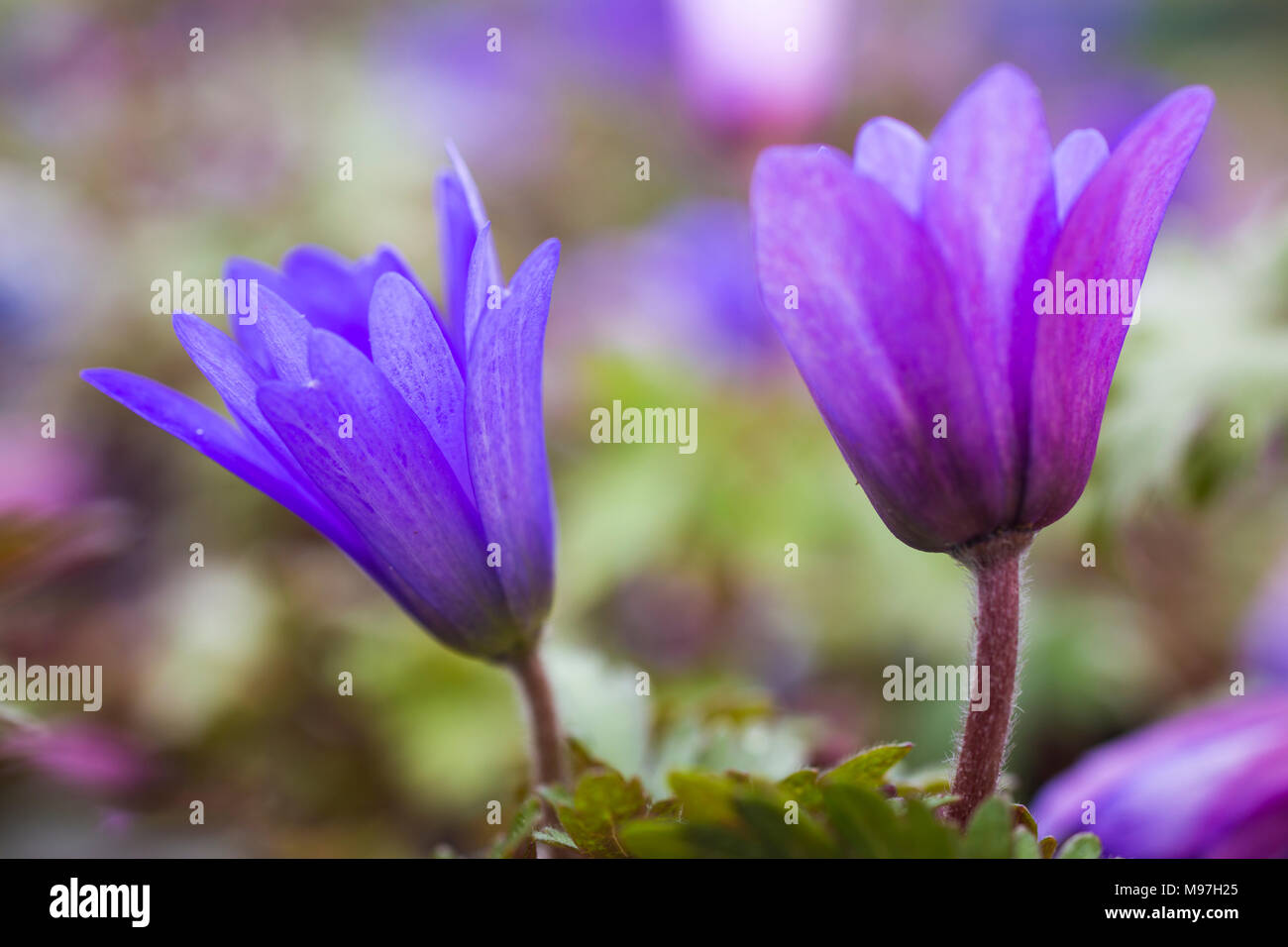 Anemone blanda " sfumature di blu" Foto Stock