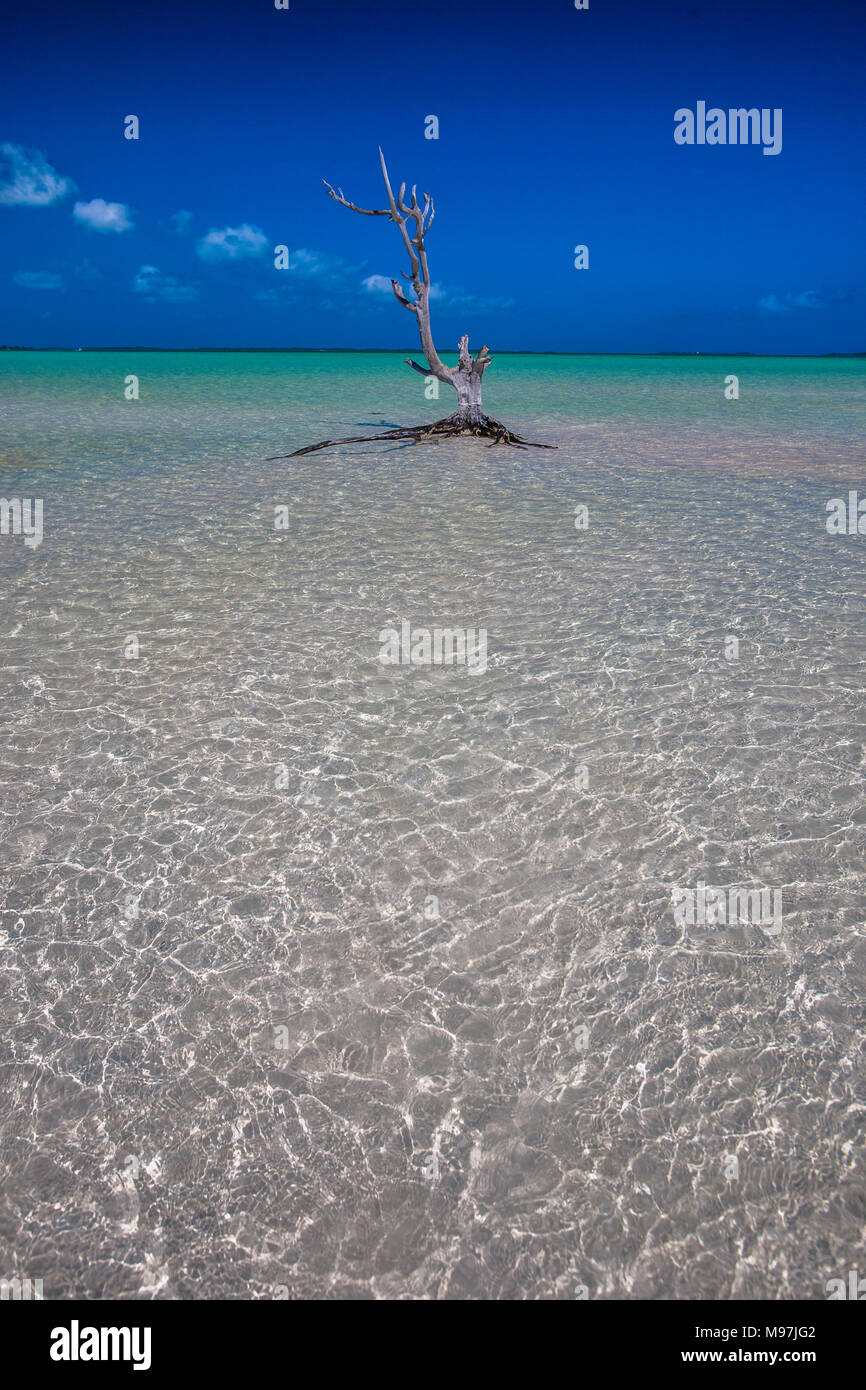 Un albero morto siede sulla bassa marea sul litorale di isola dei Caraibi. Foto Stock